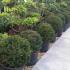 Taxus Baccata Ball topiary plants for sale at our London garden nursery, UK delivery