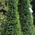 English Yew Topiary cones, Taxus Baccata cone shaped topiary for sale online UK