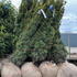 tabd 1.25-1.5 m buy online UK.