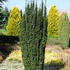 Taxus Baccata Fastigiata Robusta - upright variety of Irish Yew, evergreen trees for sale UK