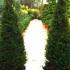 Taxus Baccata Cone, Topiary Yew cones for sale online with UK delivery from our London plant nursery.