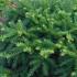 Taxus Baccata Repandens