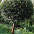 Taxus Baccata, yew tree half standard topiary buy online UK