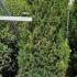 Taxus Media Rising Star Yew