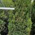 Taxus Media Rising Star Yew