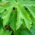 Tetrapanax Papyrifer Rice Paper Plant