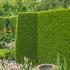 Thuya Occidentalis Brabant evergreen hedging