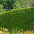 Thuya Occidentalis Brabant evergreen hedging, just clipped