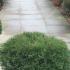 Thuja Occidentalis Danica Dwarf Conifer, Buy online with UK delivery.