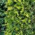 Thuja Occidentalis Golden Smaragd or Northern White Cedar Golden Emerald, syn. with Thuja Janed Gold