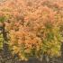  A slow growing conifer with vibrant golden yellow foliage. Perfect for adding color and structure to any garden.