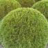 Thuja Smaragd  (White Cedar) Topiary Balls