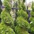 Thuya Occidentalis Smaragd topiary spirals, buy online UK delivery.