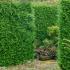 Thuja Plicata hedge plants for sale online for UK delivery