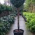 Thuja Occidentalis Smaragd, Half Standard Topiary trees for sale online with UK delivery