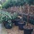 Thuja Smaragd Topiary Trees for sale online at our North London garden centre