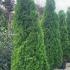 A compact and fast growing evergreen with a narrow form. Perfect for creating a dense and lush hedge.