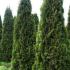 Thuja Occidentalis Smaragd, also known as White Cedar Smaragd, buy online with UK delivery.