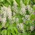 Tiarella Cordifolia. Foam Flower. Coolwort for sale online with UK and Ireland delivery.