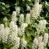 Tiarella Cordifolia flowering, perennial plant that thrives in moist shady areas of the garden, buy UK