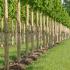 Small Leaved Lime Trees in Pleached Form