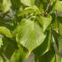 Tilia Cordata Rancho or Small leaved Lime Rancho, small to mid-sized variety with distinctive dense conical growth habit. Glossy green leaves & white flowers 