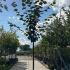 Tilia Europaea Pallida Lime 3-3.5 m buy online UK.