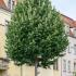 Tilia Tomentosa Brabant, Silver Lime Brabant - large rounded green foliage in summer 