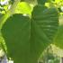 Tilia Tomentosa close up of foliage - silver lime, full standard trees to buy online with UK delivery