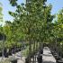 Silver Lime or Tilia Tomentosa Silver Globe, full standard trees, quality good sized trees for sale online with UK delivery.