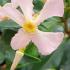 Trachelospermum Asiaticum Pink Showers Asiatic Jasmine