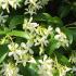 Large Star Jasmine or Trachelospermum jasminoides close up of evergreen foliage and fragrant flowers