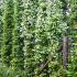 Large Star Jasmine or Trachelospermum jasminoides, evergreen climber for sale at Paramount Plants, buy online UK delivery