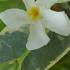 Variegated Jasmine, evergreen climber for sale at our London nursery, delivery UK