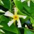 Trachelosperum Jasminoides Star Of Toscana Selbra, evergreen jasmine buy online UK