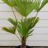 Trachycarpus Wagnerianus 80-100 cm buy online UK.