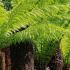 Tree ferns for sale online at our UK plant centre