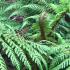 Tasmanian tree fern with fronds still emerging in early Autumn