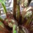 Tree fern fronds unfurling in Spring in a UK garden