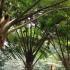 Tree ferns growing outside in the landscape of a UK garden.