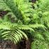 Tasmanian tree fern with short trunk showing fronds in early Autumn