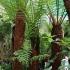 Dicksonia Antarctica Tree Fern for sale at Paramount Plants & Gardens - Tree fern specialist nursery, London UK