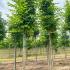 A compact and robust elm with dense green foliage and an attractive form ideal for urban gardens