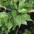 Ulmus Lobel or Lobel Elm is a Dutch hybrid, a handsome deciduous tree that is fast growing and particularly suited to coastal locations, for sale online, UK delivery.