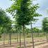 A durable elm with rich green foliage and a well-rounded shape perfect for a variety of garden settings