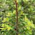 Ulmus Parvifolia Sagei or Seigu Dwarf Chinese Elm Tree