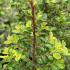 A small and hardy dwarf Chinese elm with glossy green leaves ideal for smaller gardens or containers