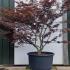 Acer Palmatum Fireglow Unique Tree For Sale UK