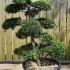 Ilex Crenata Cloud Tree Unique Tree For Sale UK