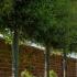 Holly Oak or Quercus Ilex Pleached Trees UK, available to buy online.